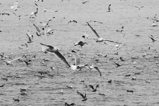 Gulls Hawkes Point, Cornwall