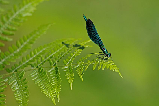 Damselfly