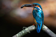 Kingfisher Image © joe constable @ unique-photography.co.uk