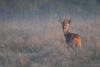 Roe Deer New Forest