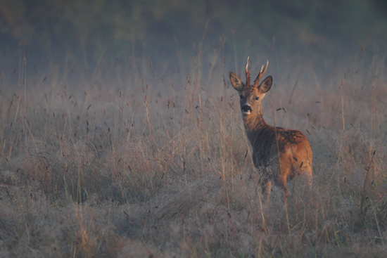 Roe Deer New Forest