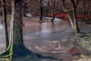 Stream in New Forest