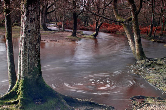 New Forest Stream