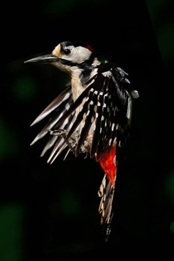 Greater Spotted Woodpecker