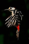 Greater Spotted Woodpecker