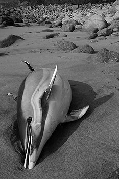 Dolphin - beauty in death. Image � joe constable @ unique-photography.co.uk