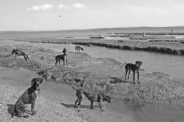 german pointer at tanners lane in the new forest. All images  joe constable/unique-photography.co.uk