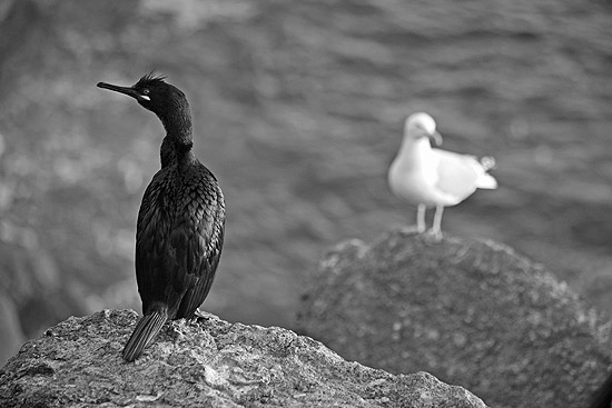 Shad and Gull, Sennen, Cornwall